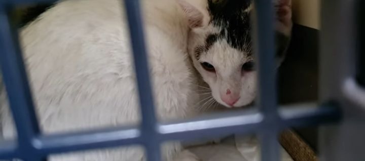 길고양이를 함부로 길들이면 안되는 이유..jpg | 인스티즈