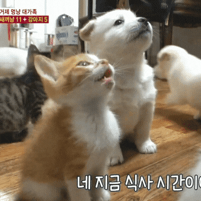 밥 기다리는 멍냥이 | 인스티즈