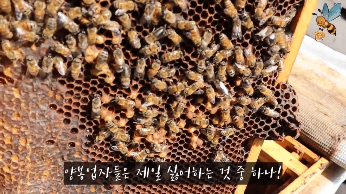 여왕벌 행세를 하는 일벌이 있다? | 인스티즈