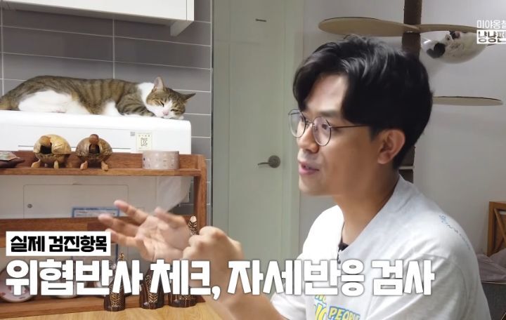 고양이 벽짚 챌린지는 진짜 지능과 관련 있을까? | 인스티즈