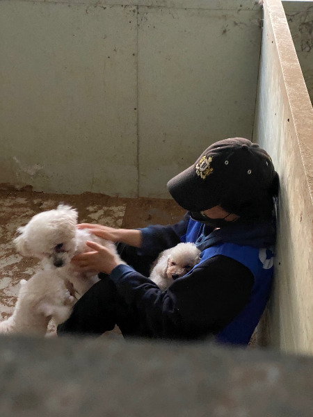 어떤 삶이었을까. 번식장, 미용 실습견, 쓰임을 다해야만 끝나는 삶이라는 건 | 인스티즈