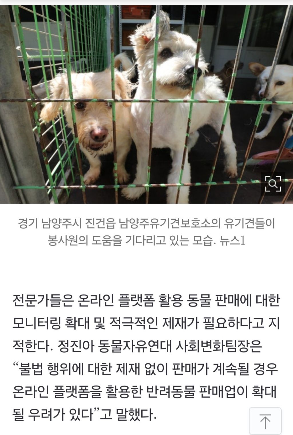 "요 아이, 태어난지 두달" 강아지 홈쇼핑?…제재 왜 못하나 | 인스티즈