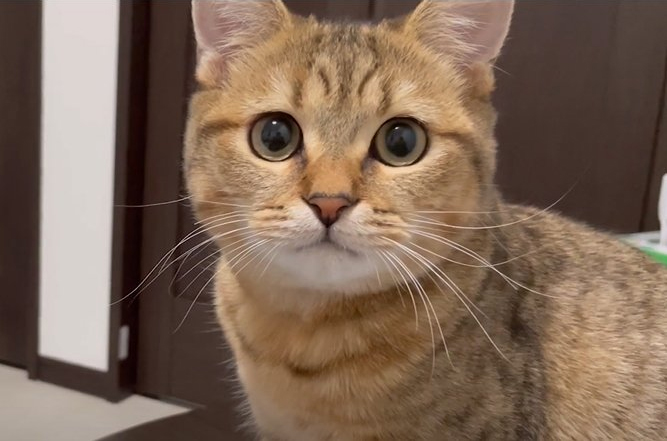 X 모양 과자를 먹는 주인을 본 고양이 | 인스티즈