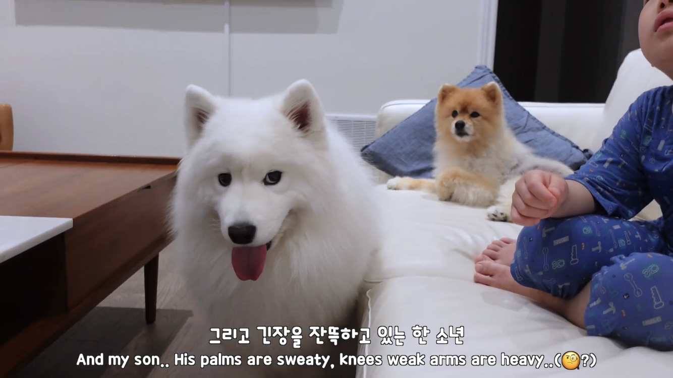 사모예드와 흔들리는 이 뽑는 법 | 인스티즈