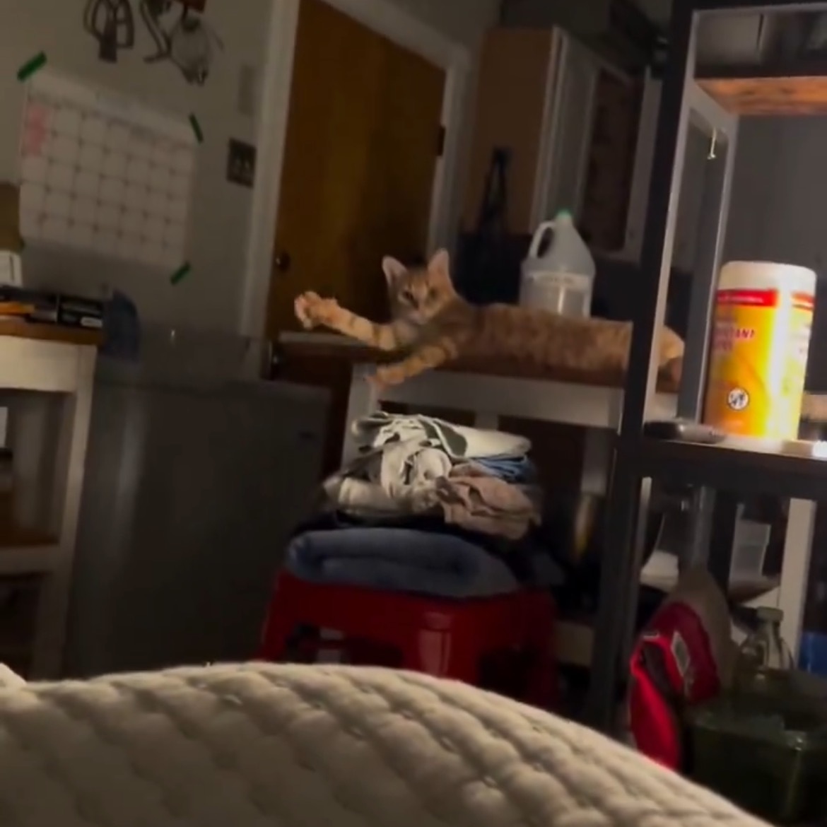 잘자라고 인사해주는 고양이 | 인스티즈