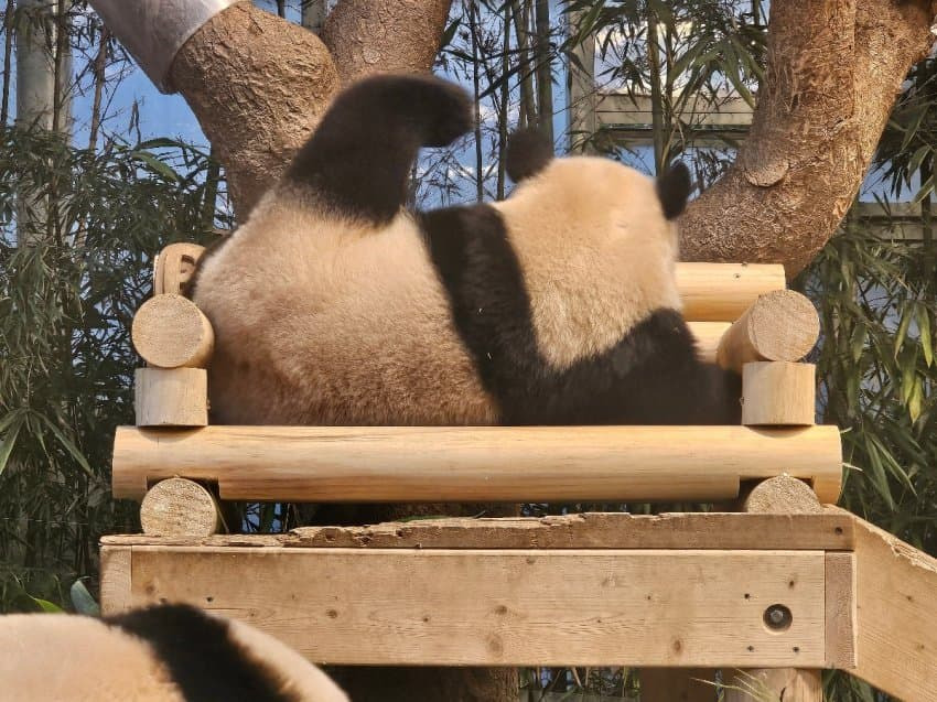 감자다리 후이바오🐼 | 인스티즈