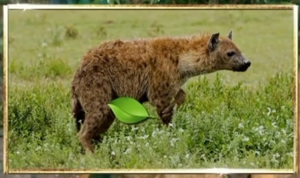 🙋‍♀️암컷 하이에나가 갖고 있는 신체적 특징이 뭔지 알아?🙋‍♀️ | 인스티즈