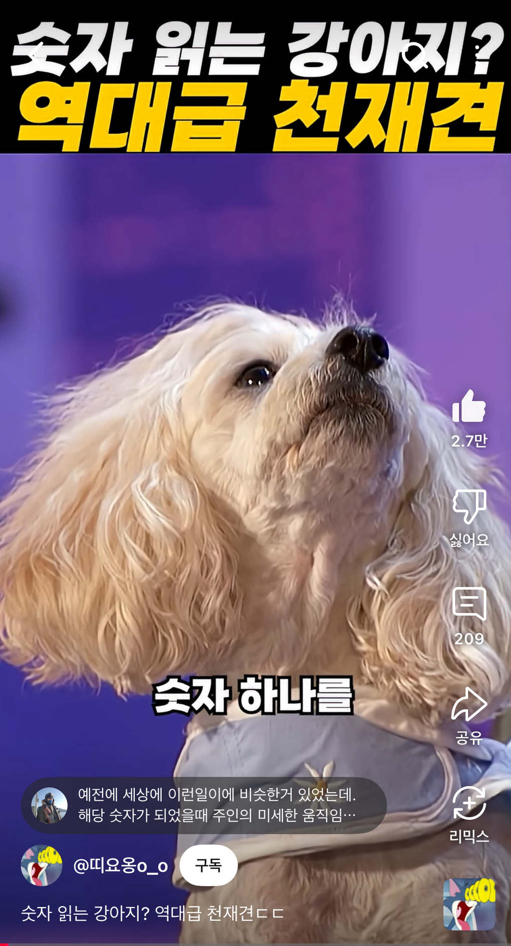 너무 신기한 숫자세는 강아지 | 인스티즈