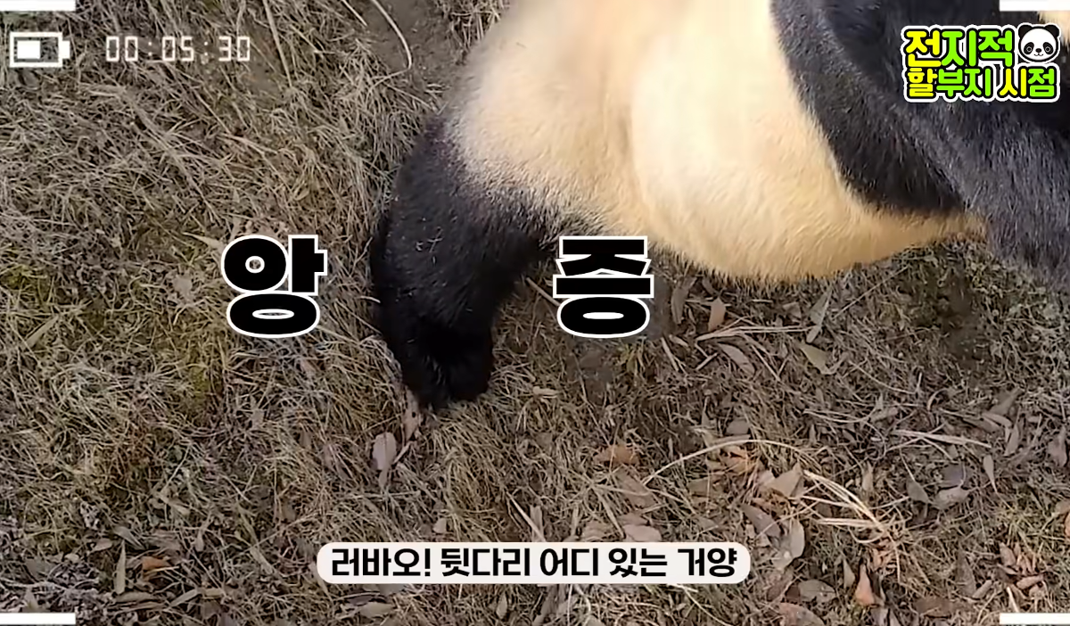 ?? : 진짜 우리나라 판다 애들이 다리 짧아? | 인스티즈