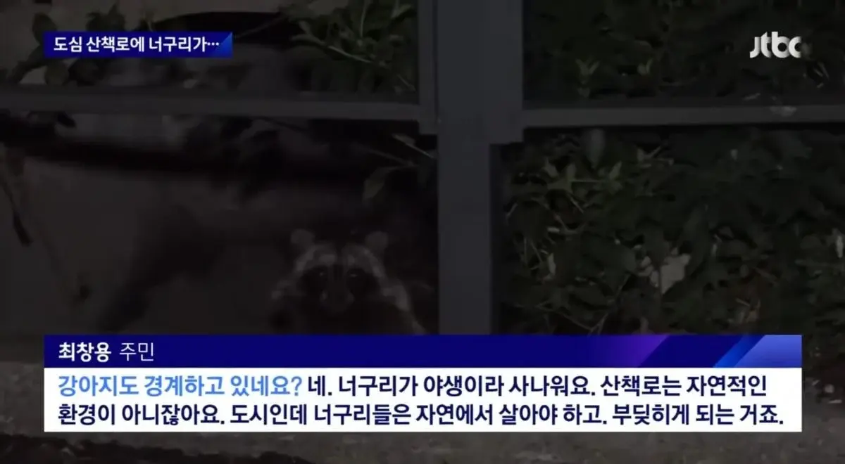 산책로에서 너구리를 만나면 강아지를 바로 안아들어야함 | 인스티즈