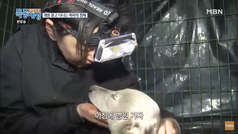 당신이 버린 강아지는 어떻게 되었을까 | 인스티즈