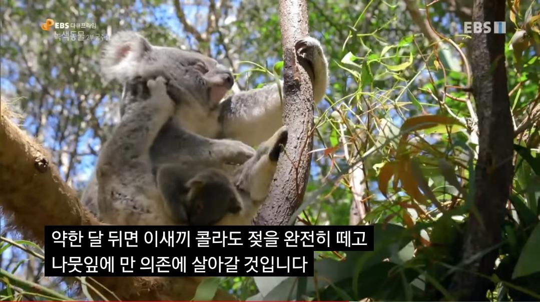 🐨 새끼 코알라랑 뽀뽀하면 안되는 이유 🐨 | 인스티즈