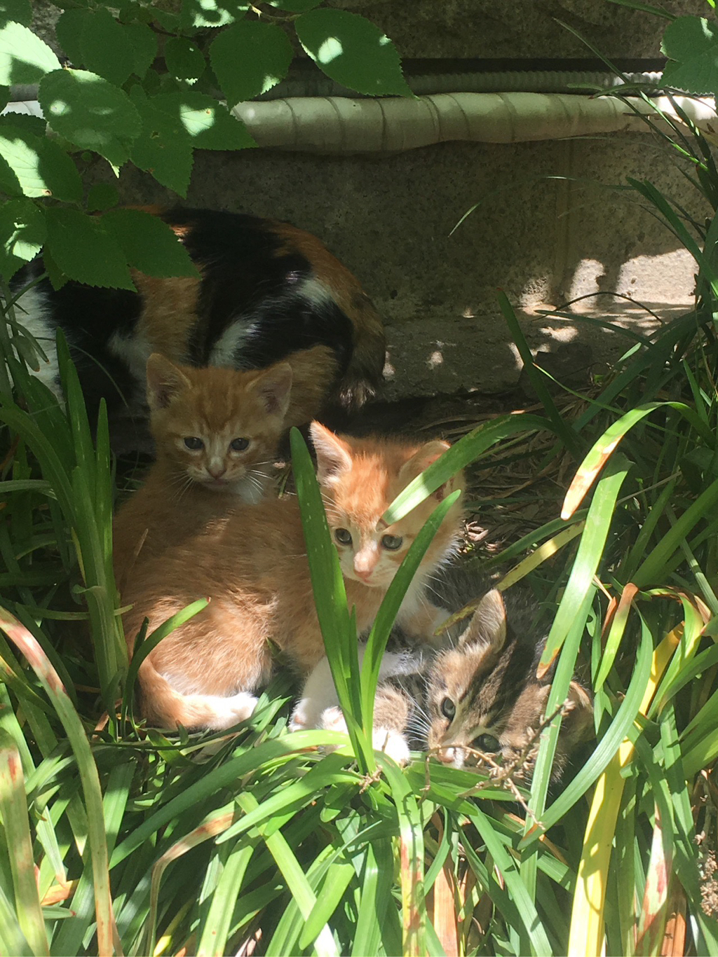 정말 너무 귀여운 캣홀릭대 고양이들 🐈 | 인스티즈
