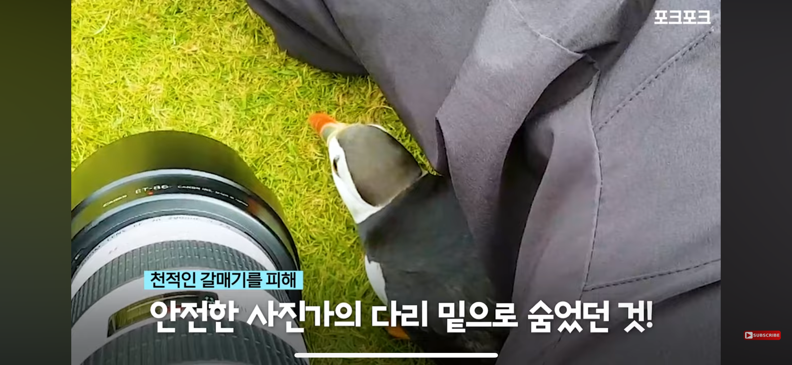 갑자기 사진작가에게 다가온 퍼핀 | 인스티즈