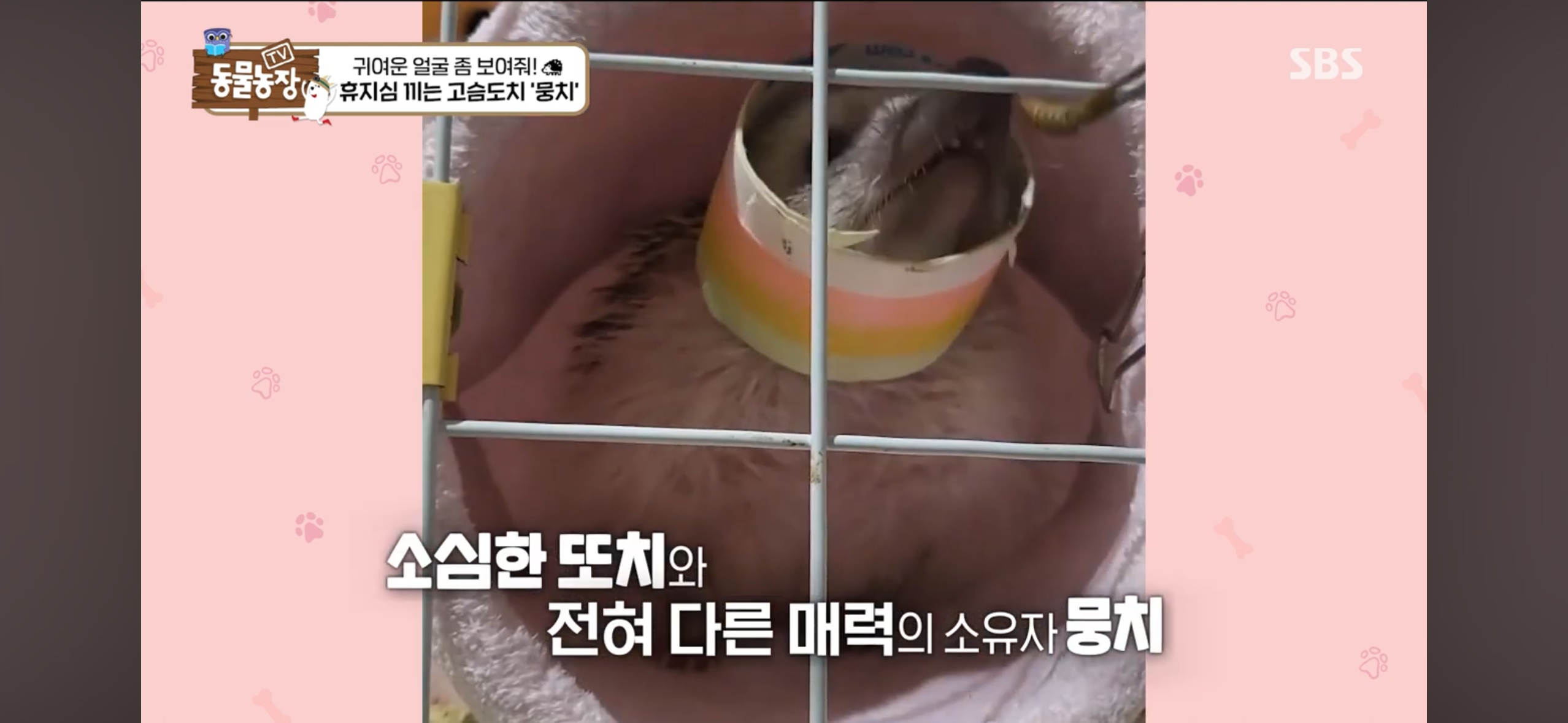 따봉고슴도치 휴지심 좋아도치 | 인스티즈