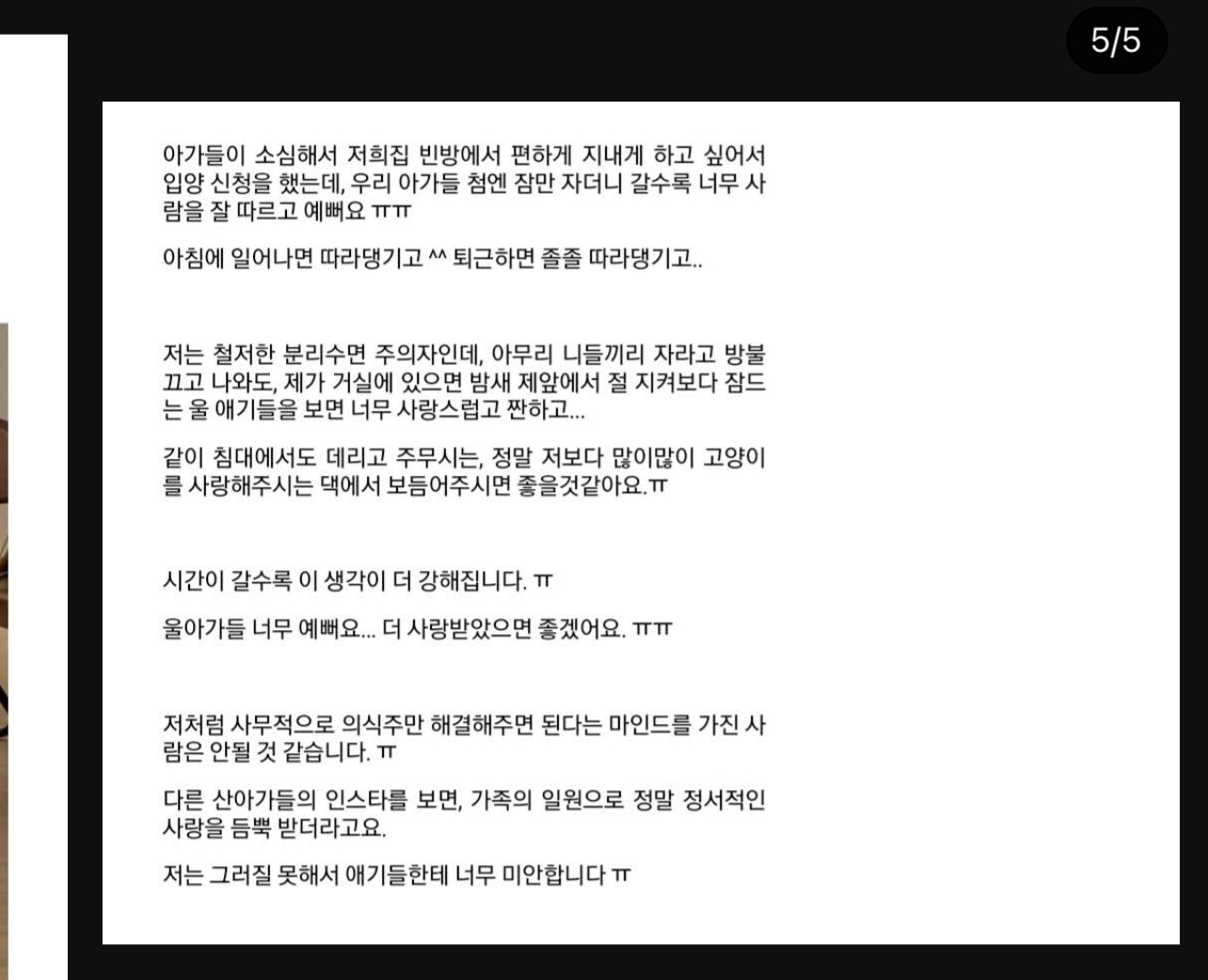 구조된 고양이가 입양갔는데 사람을 너무 잘 따른다는 이유로 파양됨 | 인스티즈