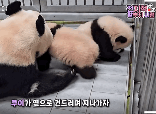 후이바오 후질머리gif | 인스티즈