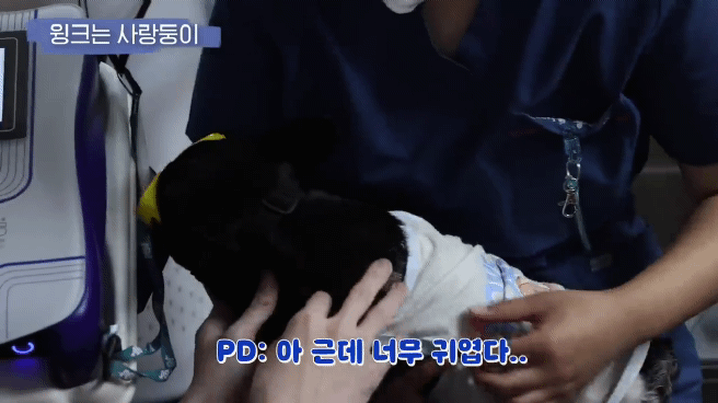 교통사고난 유기견 입양한 설채현 수의사 그리고 윙크 근황😉 | 인스티즈