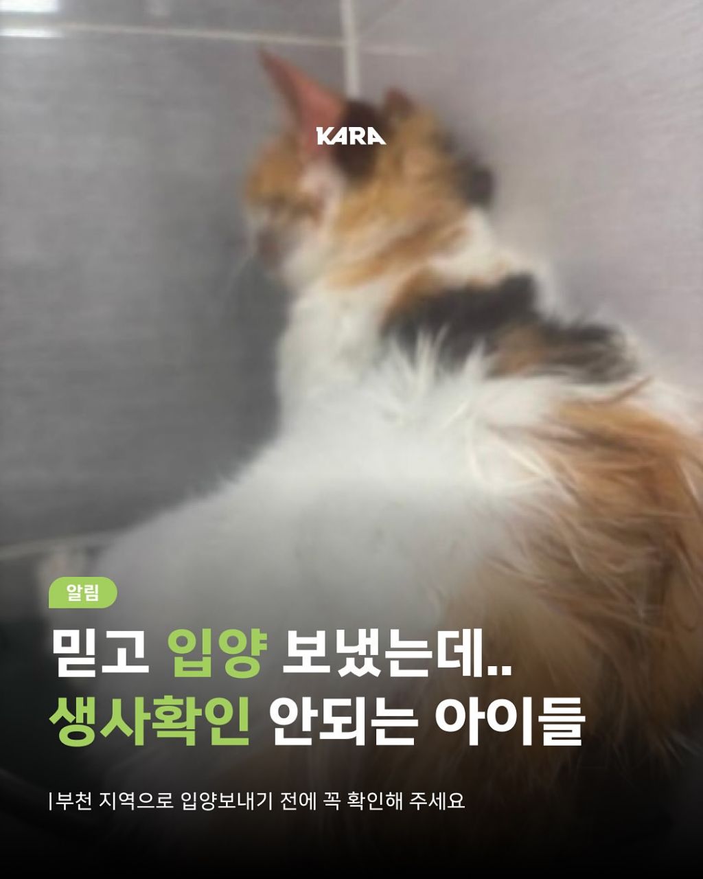 급)))부천에 입양가서 생사 안되는 고양이들이 있어요 제보받습니다 | 인스티즈