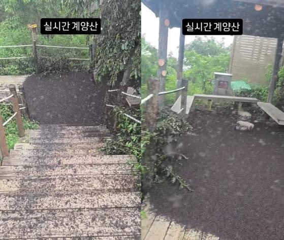 장난 아니라는 러브버그의 악취 | 인스티즈