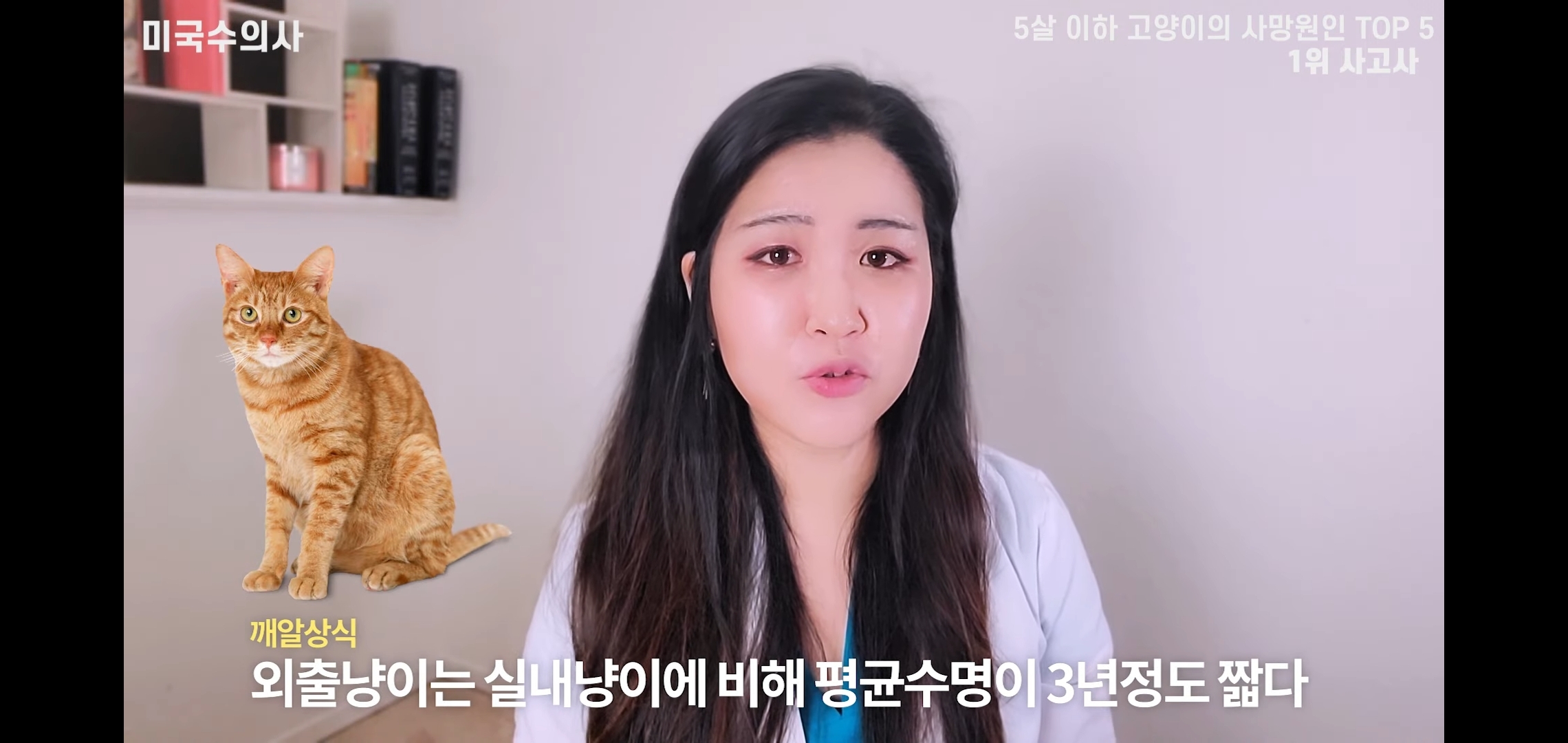 고양이 산책? 하지마!!!!! | 인스티즈