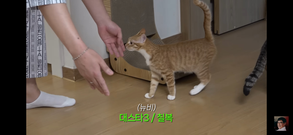 세계 최초 대기업 출신 고양이 | 인스티즈