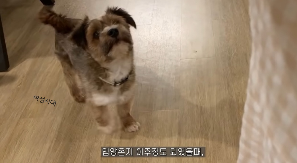 유기견 입양전후 변화. 겁많은 강아지의 100일간 브이로그 | 인스티즈