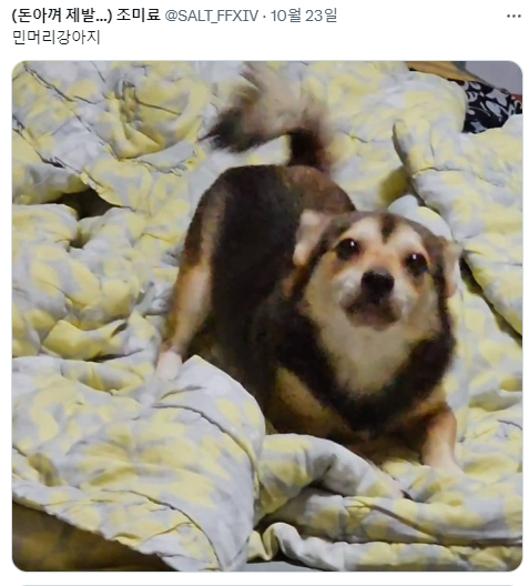 반가우면 민머리 되는 강쥐들 | 인스티즈