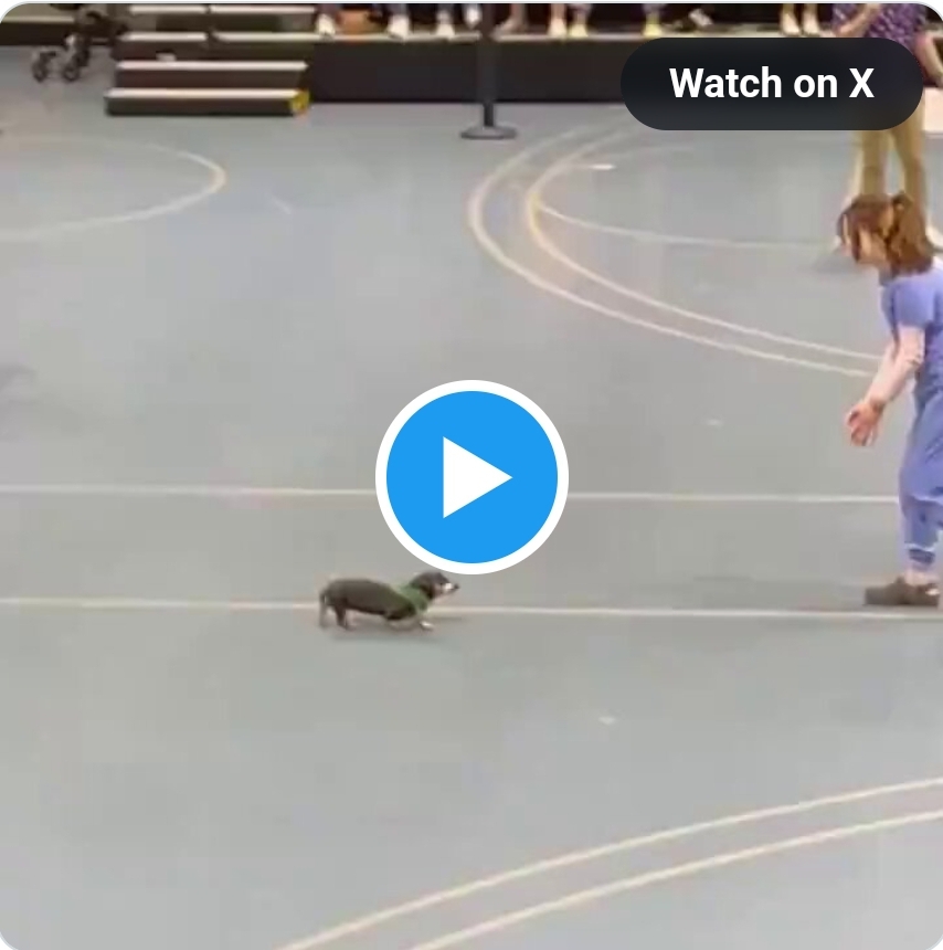 강아지 달리기 대회 마지막 완주자 | 인스티즈