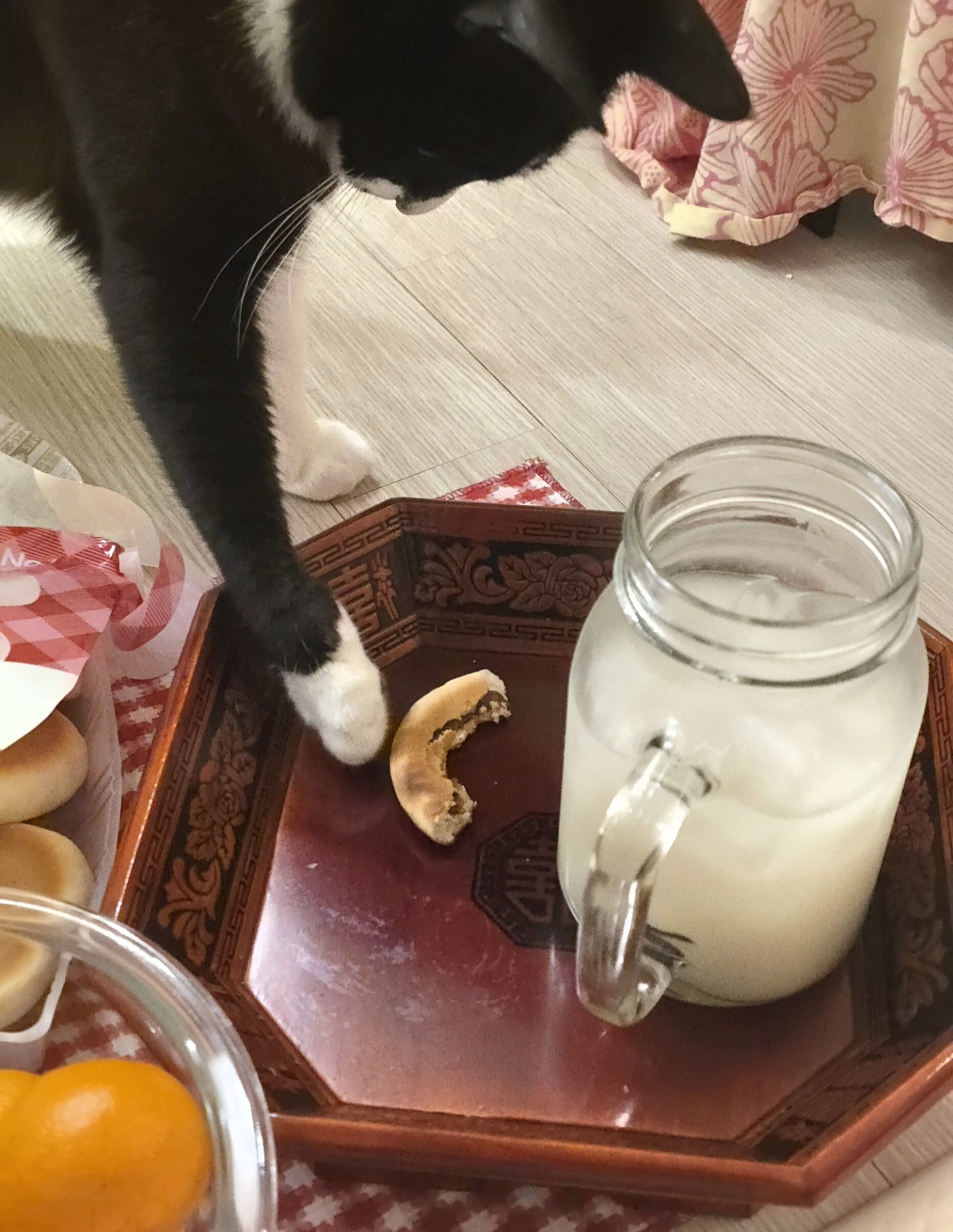 안주 뽏이는 고양이 어떤데 ㅋ 5나탄 ㅋ | 인스티즈