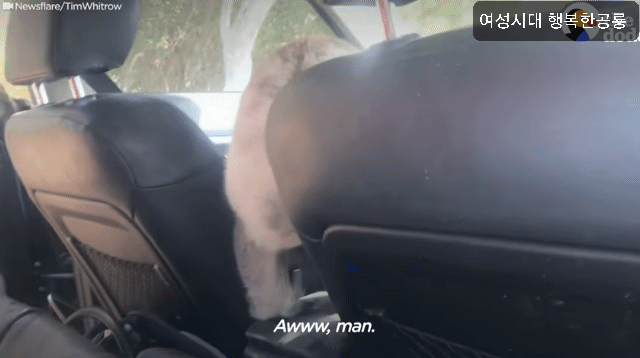 호주에서 더운 여름날에 차문을 열고 있으면 생기는 일.gif | 인스티즈