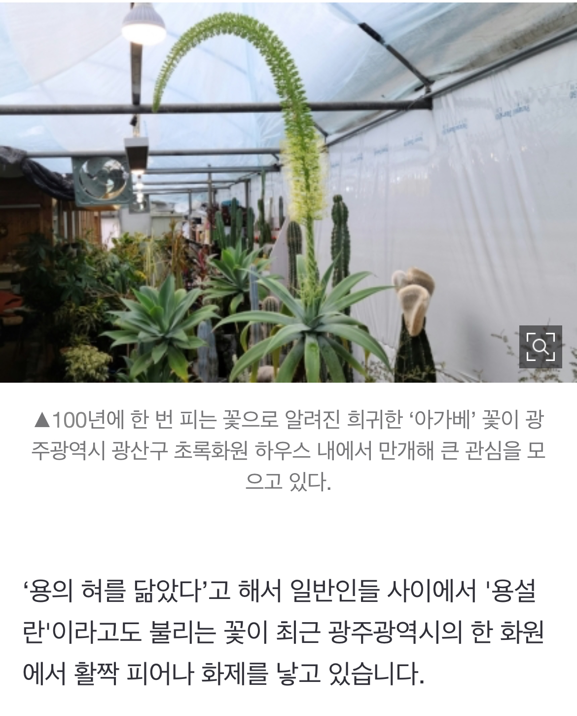 100년에 한 번 피는 꽃 '용설란' 피었다.."큰 행운 올 징조” | 인스티즈