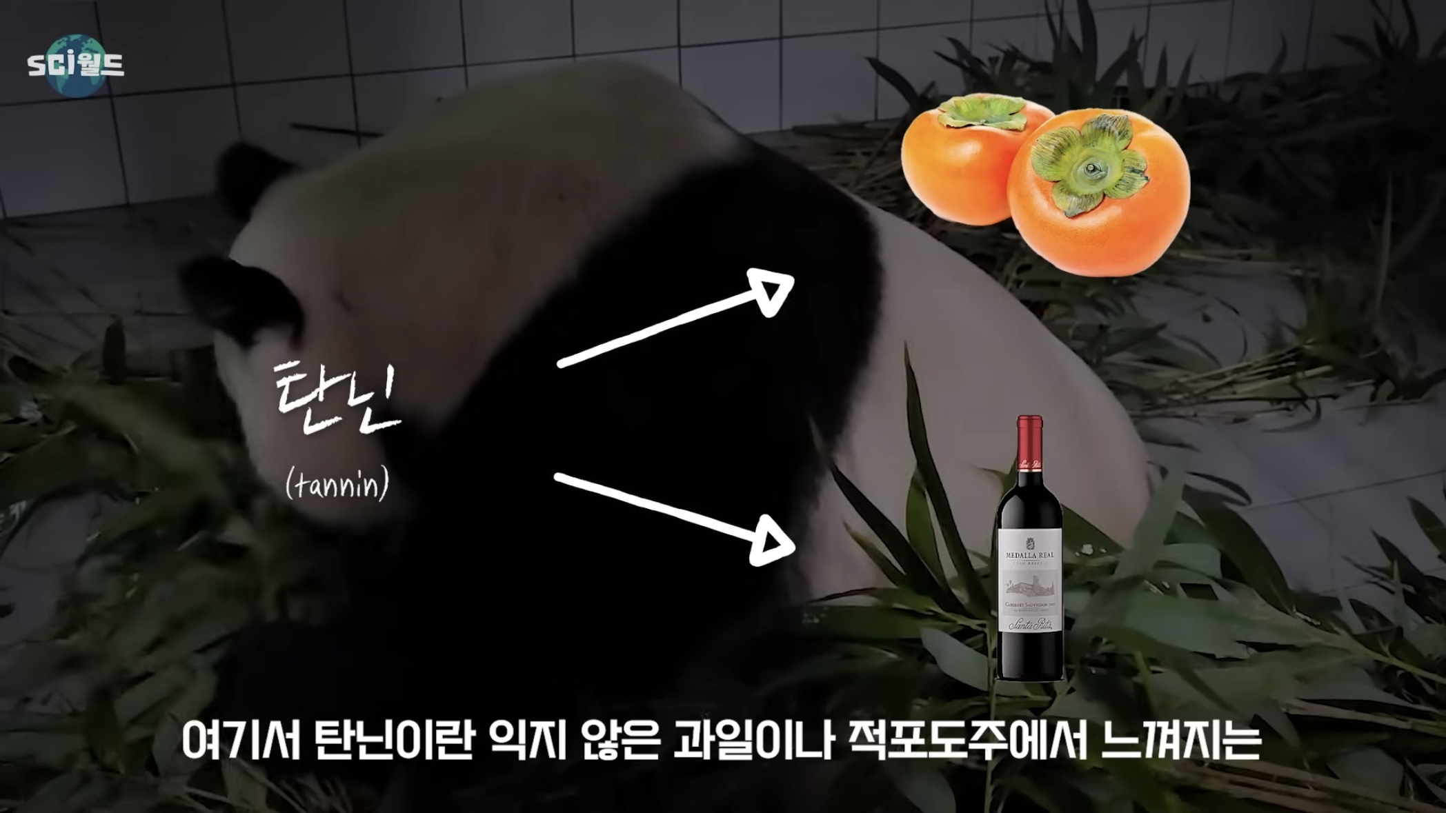 아기 판다들이 꼬질한 이유 | 인스티즈