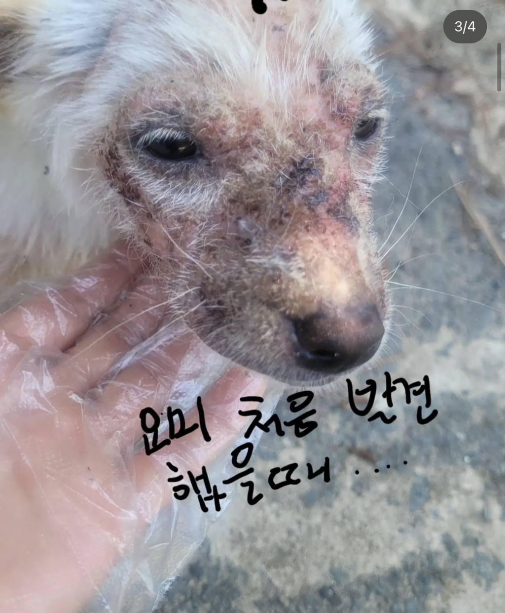 기적에 기적이 이어진 강아지 요미의 이야기 | 인스티즈