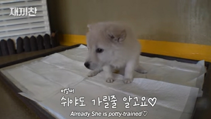 개농장에서 구출됐던 강아지 꽃님이의 버르장머리 없어진 최근 모습 | 인스티즈