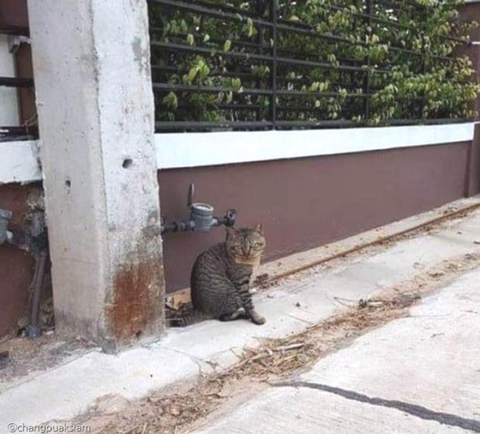 가출 3일 만에 빚 생긴 채 돌아온 고양이..”가게서 생선 먹었다옹” | 인스티즈