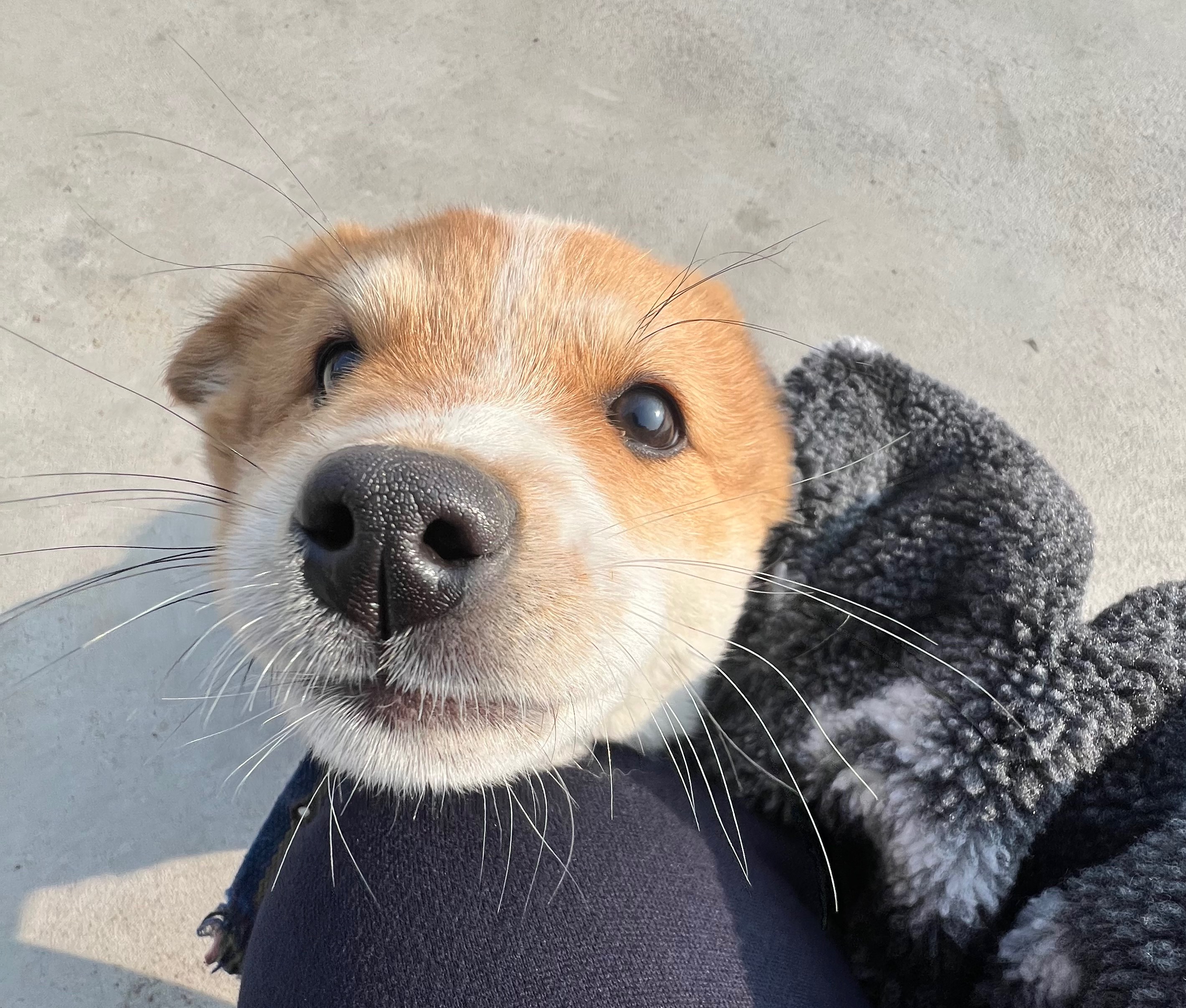 할머니집 시골개 산책시켜주고 왓다내요 | 인스티즈