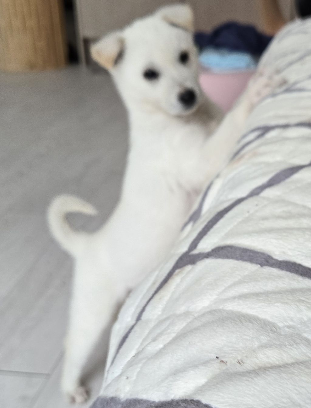 (입양홍보) 입양 무산 2번, 바미의 가족이 되어줘!💖 | 인스티즈