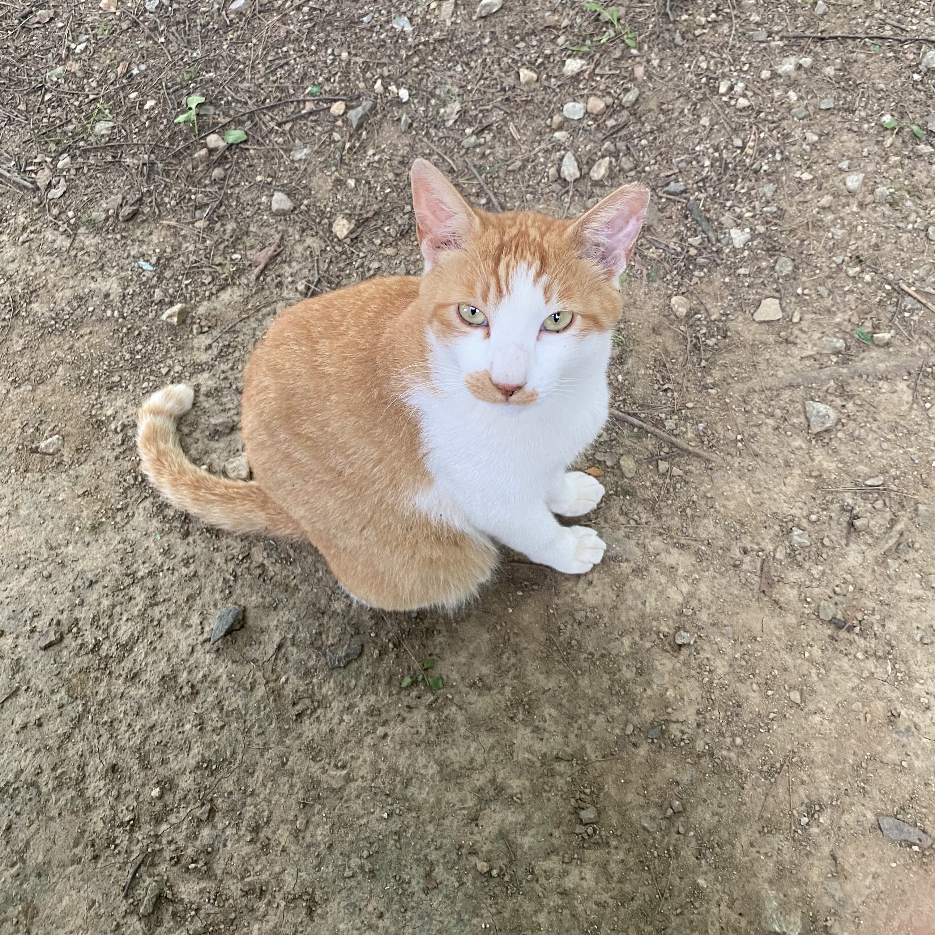 코시국에 재택하다가 고양이를 만났는데.. | 인스티즈