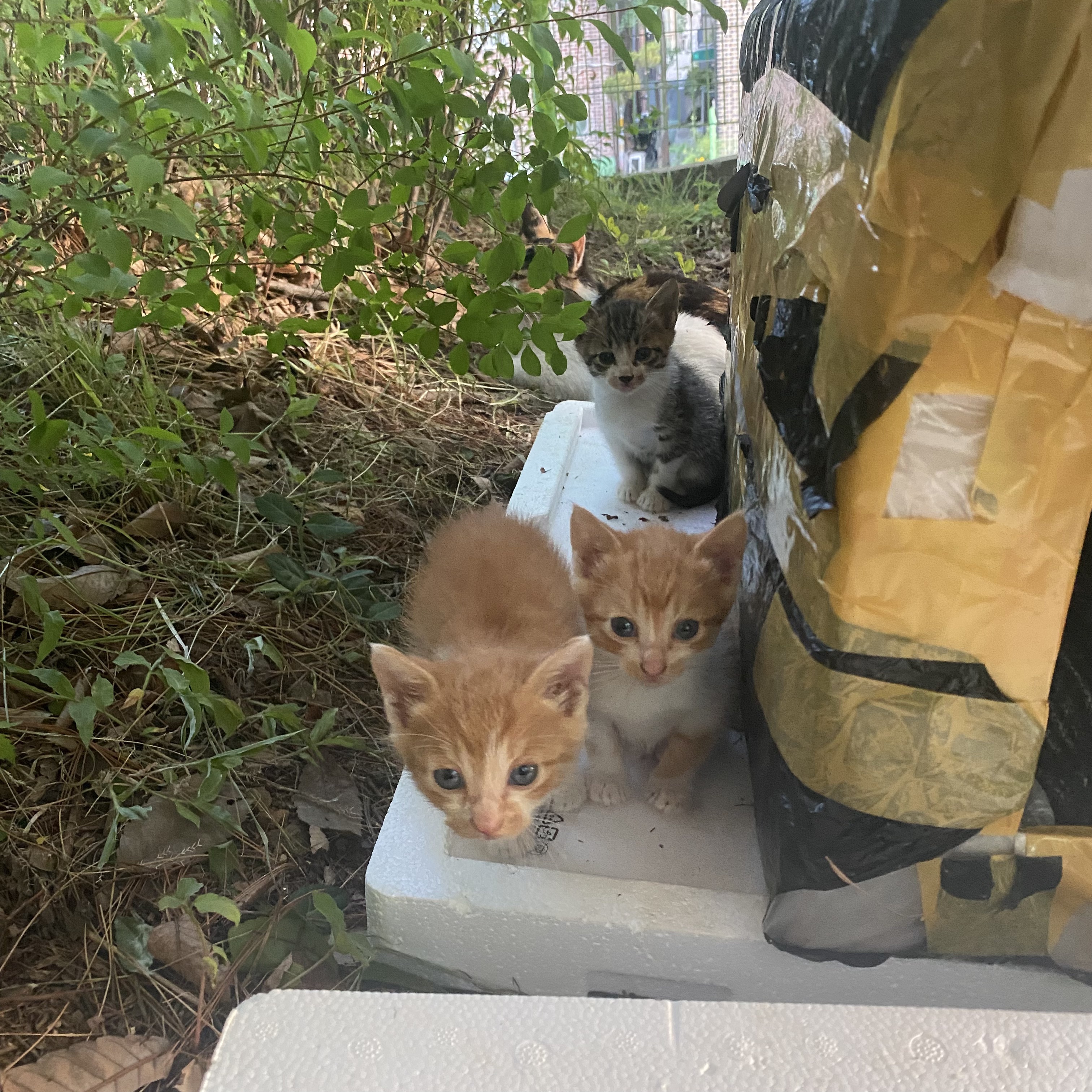 코시국에 재택하다가 고양이를 만났는데.. | 인스티즈