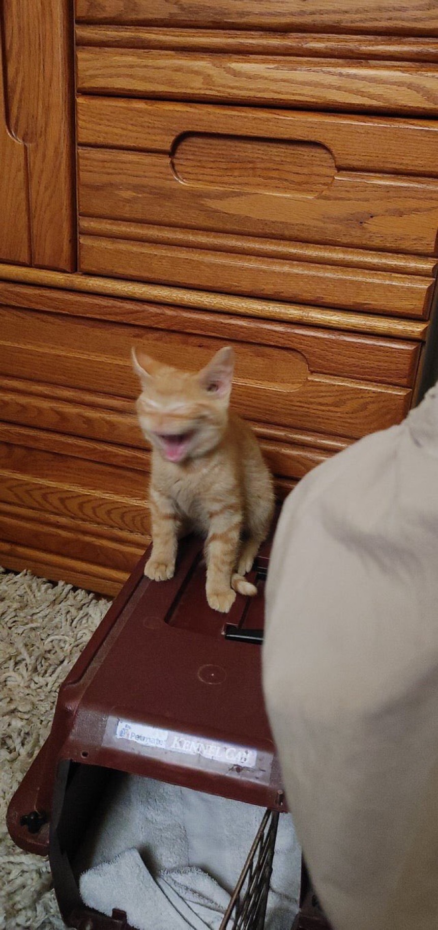 토요일의 고양이를 좋아하세요? | 인스티즈