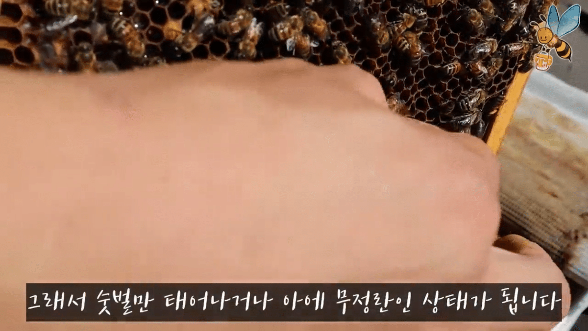 여왕벌 행세를 하는 일벌이 있다? | 인스티즈