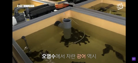 방사능 오염수에서 자란 맛 좋은 일본 광어 | 인스티즈
