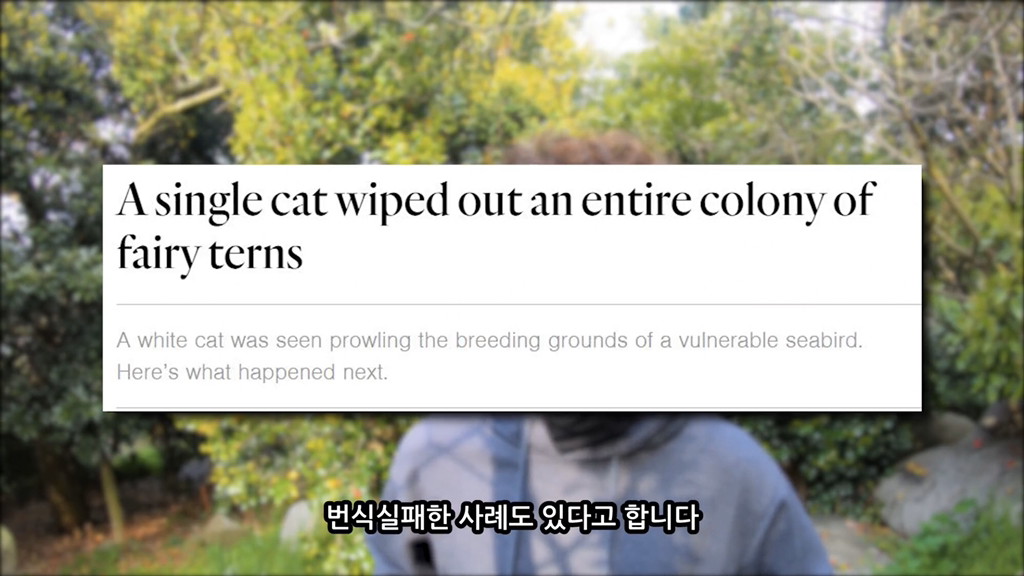 고양이가 자연생태계에 끼치는 심각한 영향(새 사체사진있음) | 인스티즈