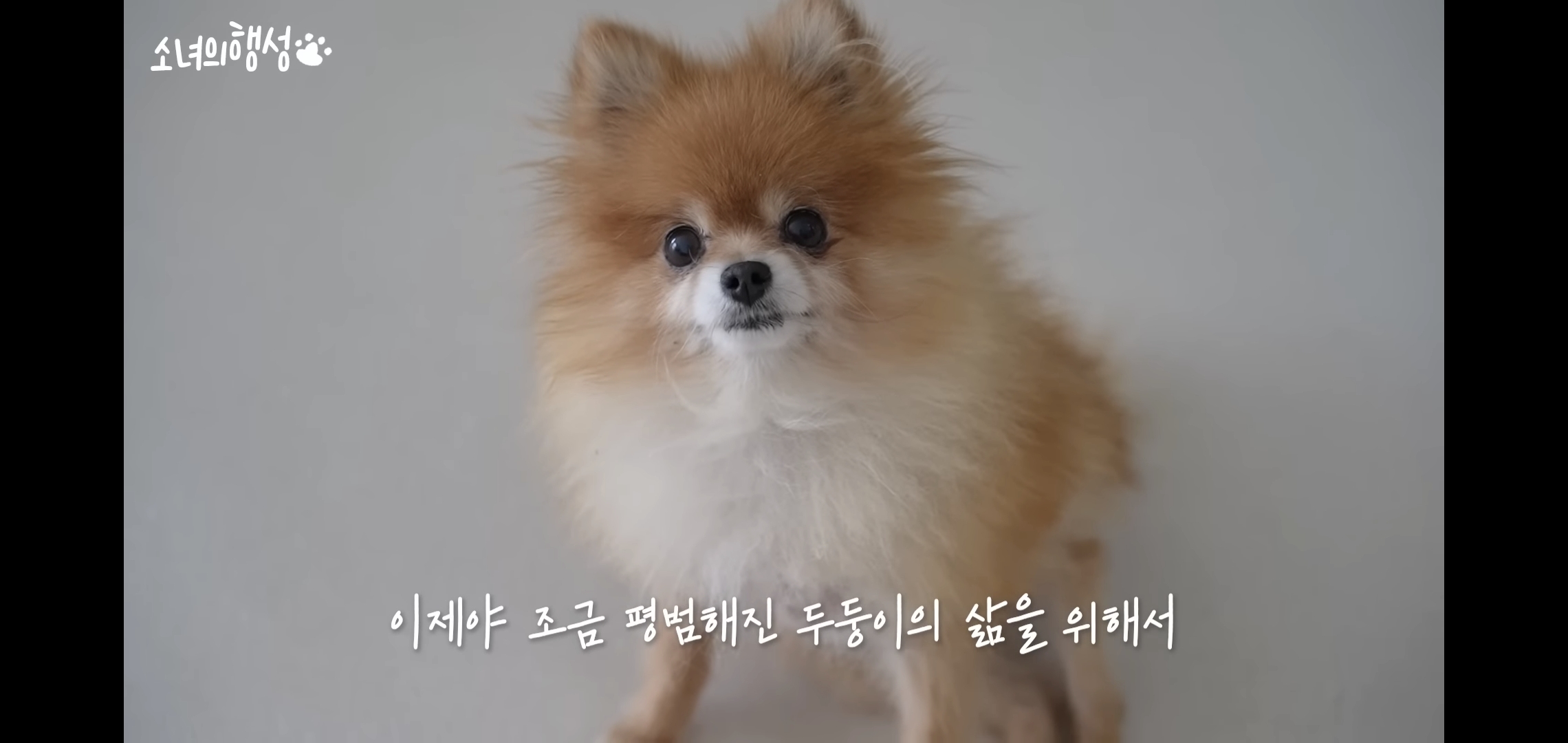 번식장에서 강아지 구조 후 치료했더니 절도죄로 고소당한 유튜버.jpg | 인스티즈