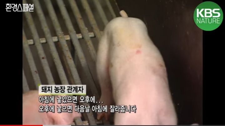 태어나자마자 바쁜 아기 돼지 (혐오주의) | 인스티즈