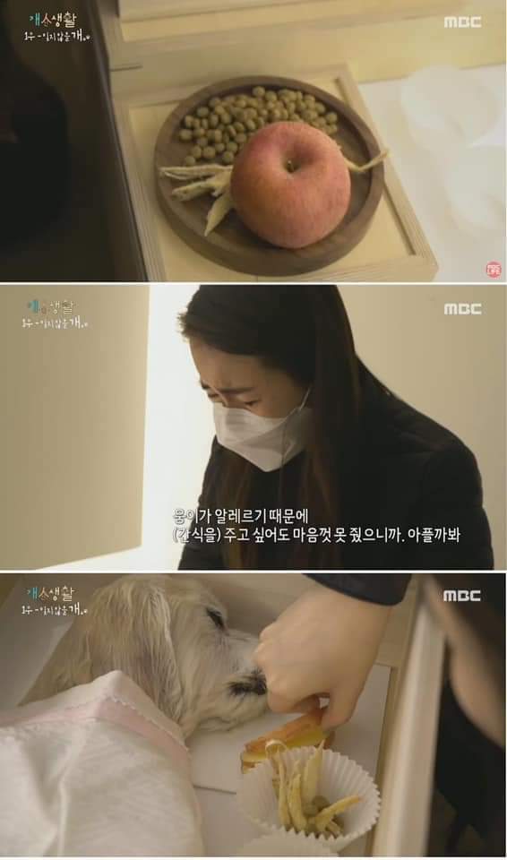 무지개 다리를 건넌다는 것 | 인스티즈