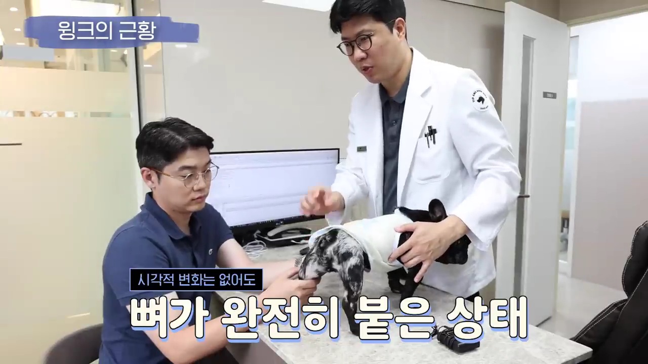 교통사고난 유기견 입양한 설채현 수의사 그리고 윙크 근황😉 | 인스티즈