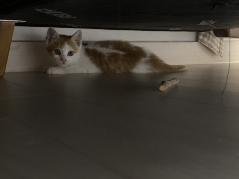 냥줍한지 한달 된 우리 고양이 보고가~!~! | 인스티즈