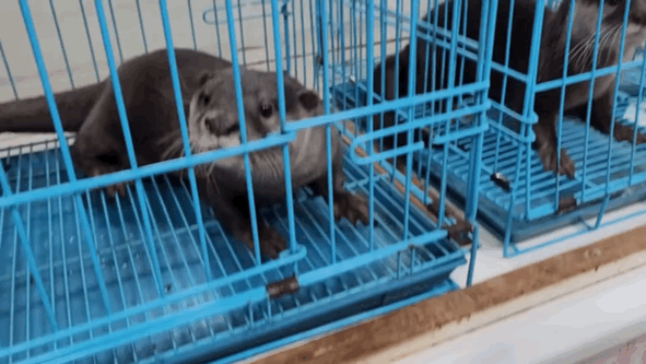 지옥이 다름없는 충격적인 일본 수달 카페.. | 인스티즈